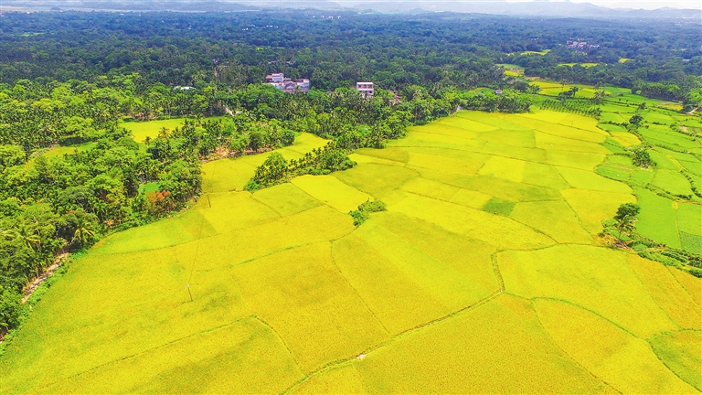 美國大農場、以色列滴灌、德國高科技……農業大國哪家強？