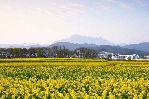 安慶潛山：突出個(gè)性特色，推動(dòng)鄉(xiāng)村振興