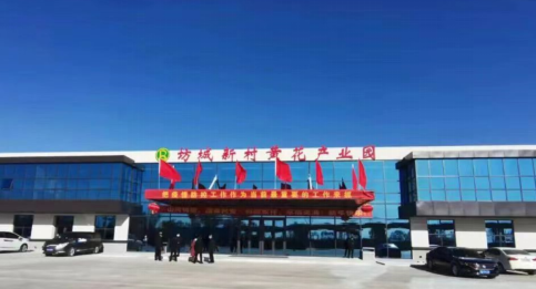 大同黃花,忘憂云州——云州區積極申創國家農業現代化示范區