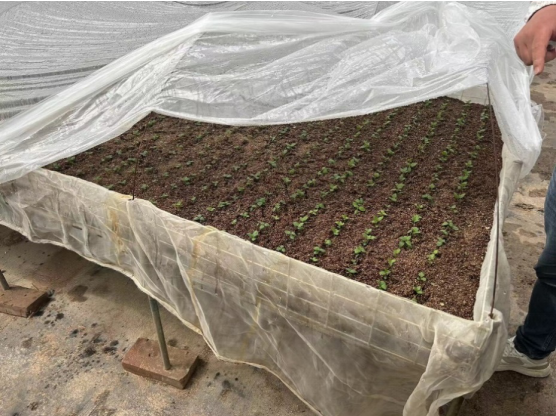 加強農(nóng)業(yè)產(chǎn)業(yè)布局規(guī)劃，民樂縣向農(nóng)業(yè)強縣進發(fā)